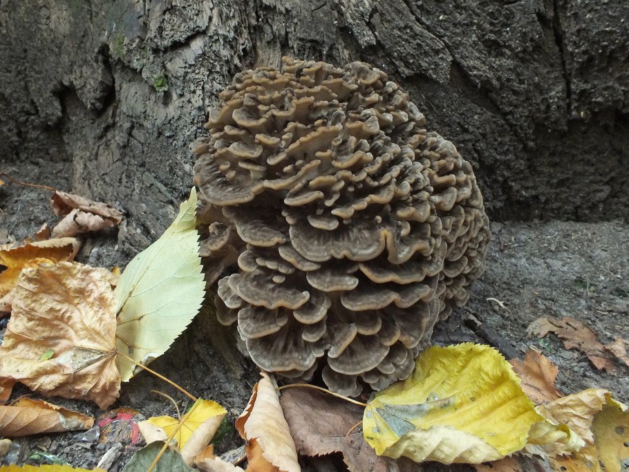 Гриб баран трутовик зонтичный