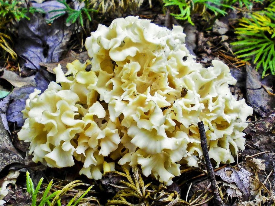 Гриб спарассис курчавый