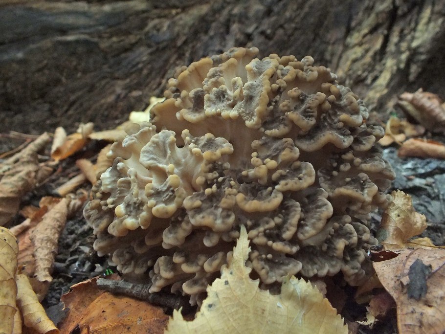 Грифола курчавая гриб