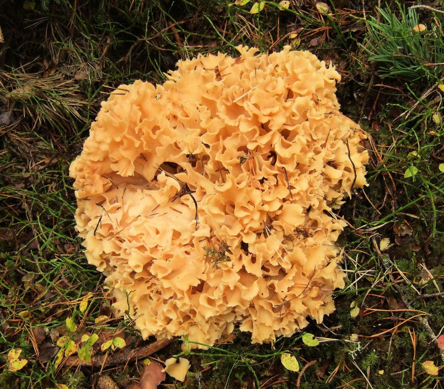 Майтаке грифола курчавая