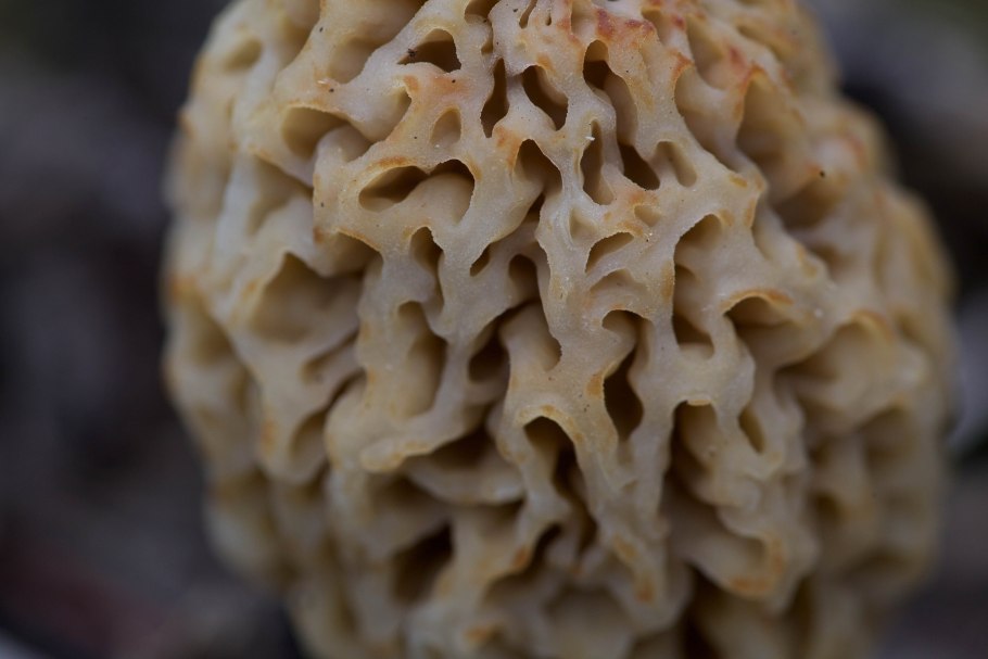 Грибы морель