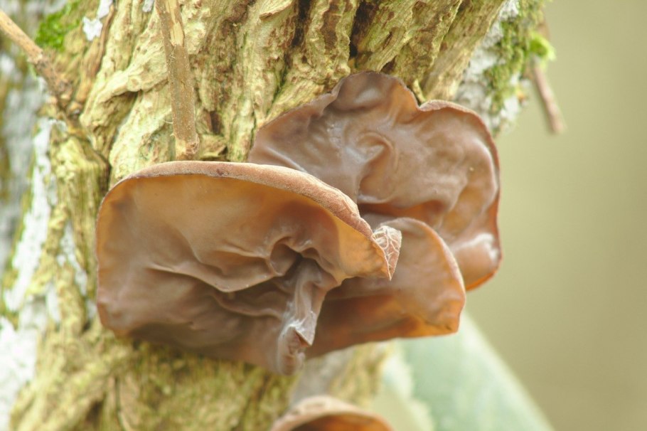 Auricularia auricula judae
