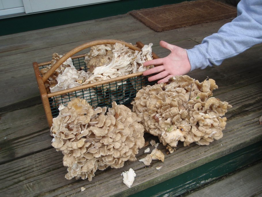 Грифола обыкновенная