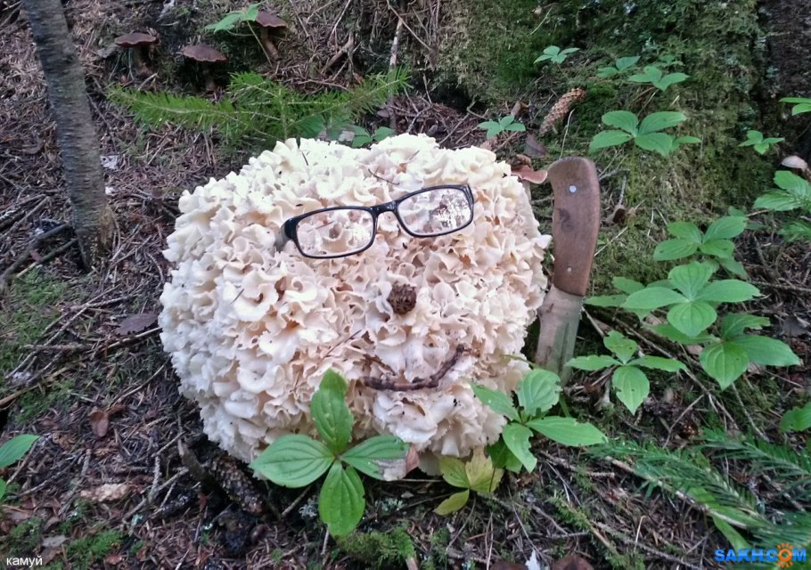 Грифола курчавая гриб-баран