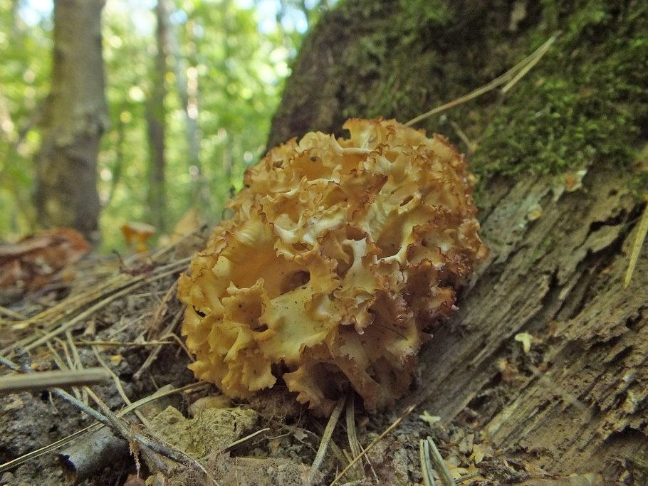 Грифола курчавая гриб-баран