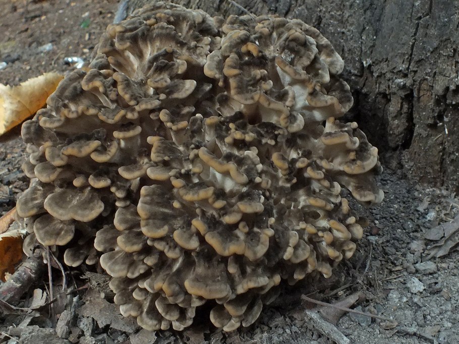 Грифола зонтичная