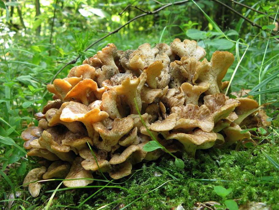 Грифола курчавая