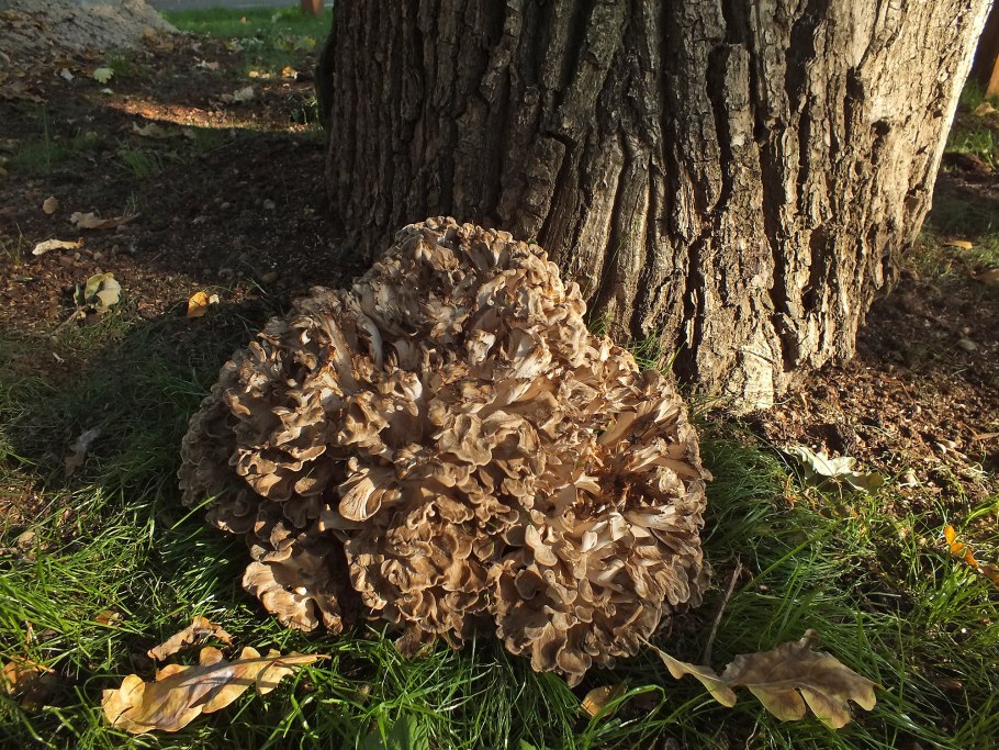 Гриб Квочка