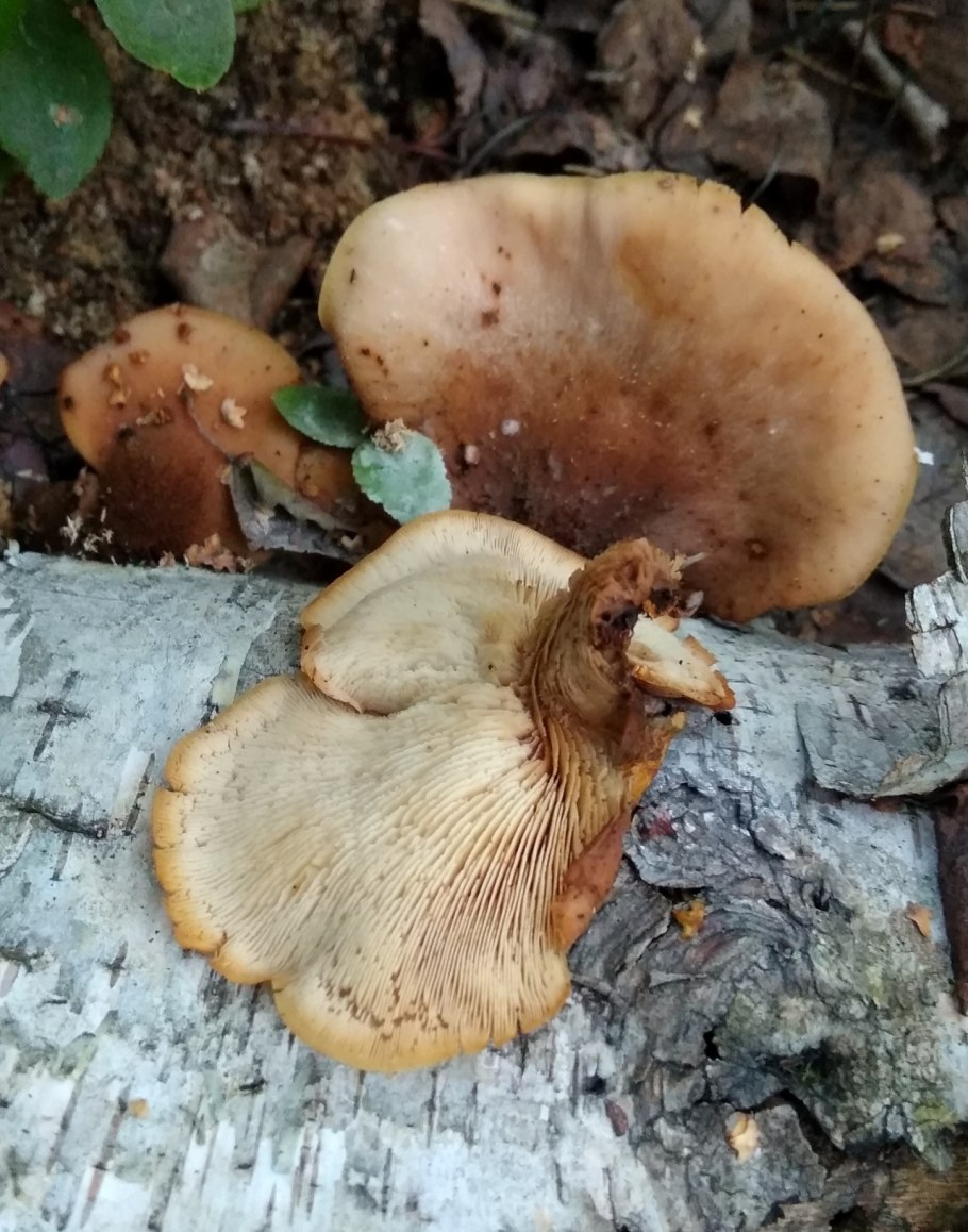 Дрожалка Иудино ухо