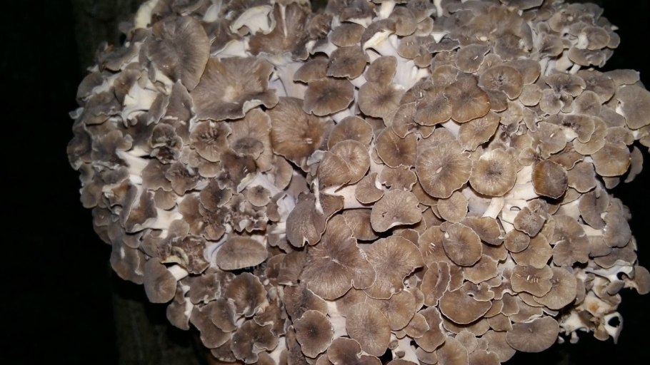 Краснокнижный гриб баран