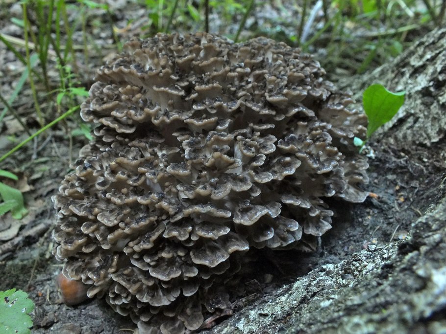 Гриб баран/Квочка