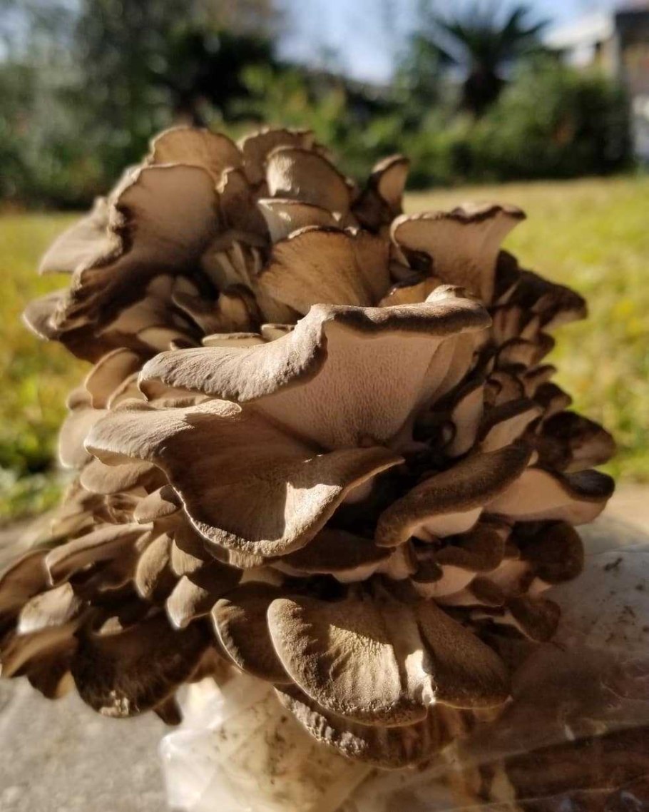 Майтаке грифола курчавая