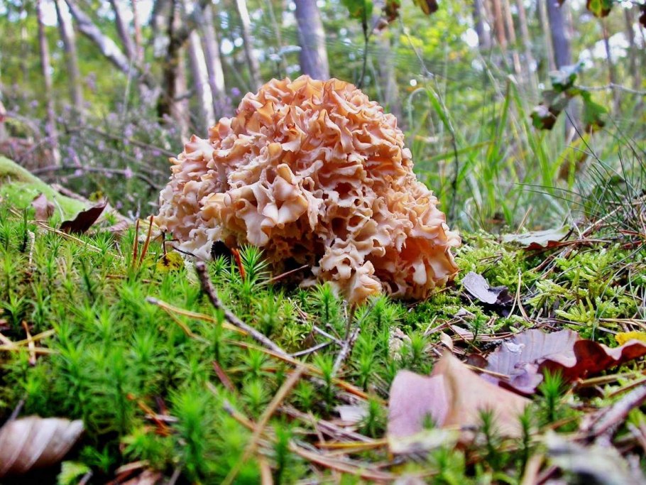 Гриб баранья голова