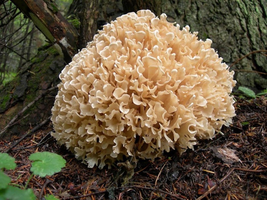Hericium americanum