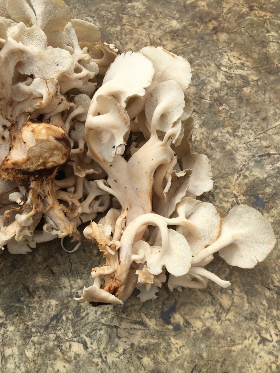 Гриб спарассис курчавый