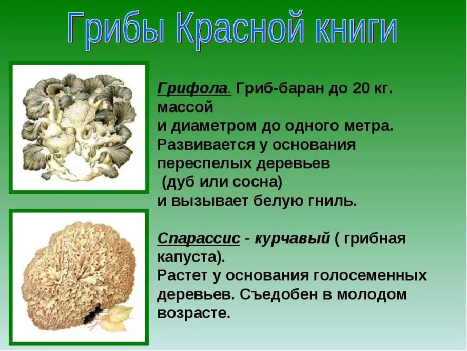 Спарассис курчавый