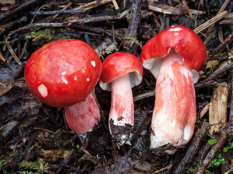 Сыроежка кроваво-красная Russula