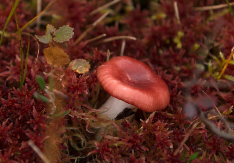 Сыроежка выцветающая (Russula exalbicans)