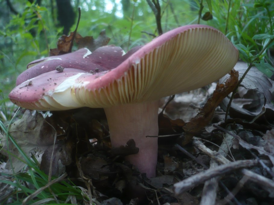 Пластинчатый гименофор Russula