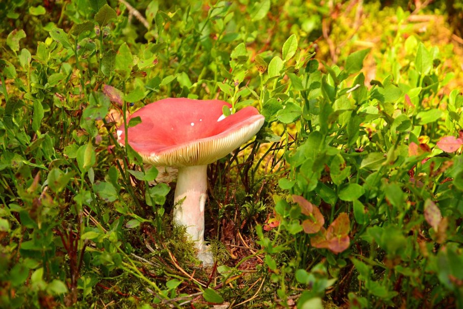 Сыроежка Болотная Russula paludosa