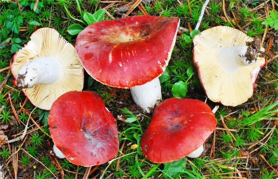 Сыроежка волнистая Russula bresadolae