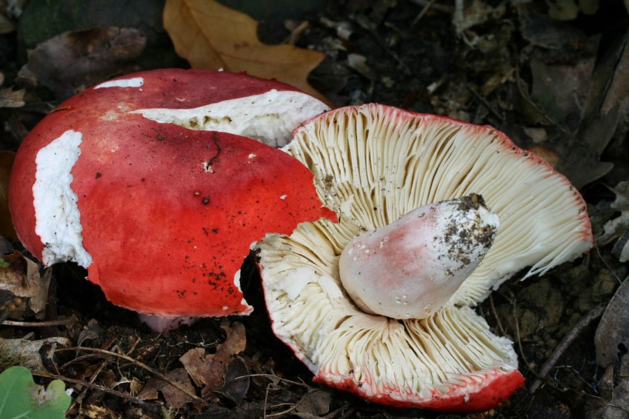 Гриб Russula cyanoxantha