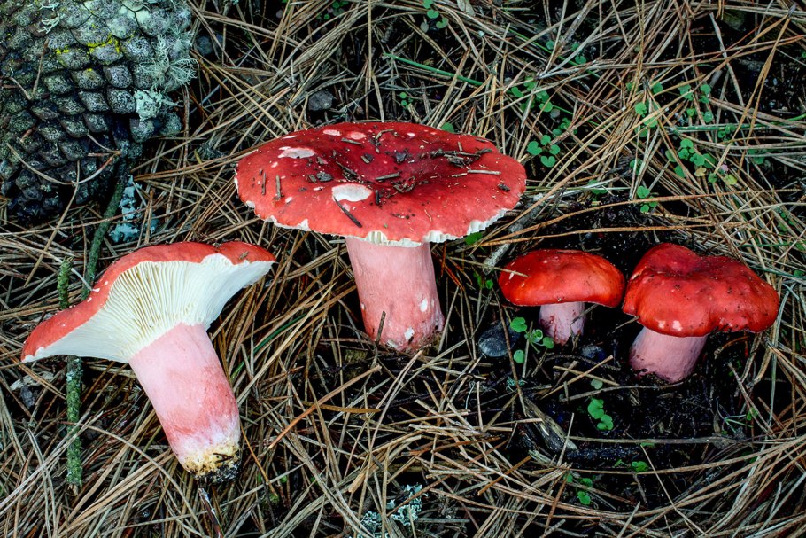 Russula lepida