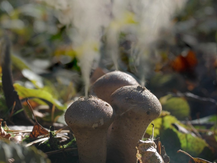 Дедушкин табак гриб