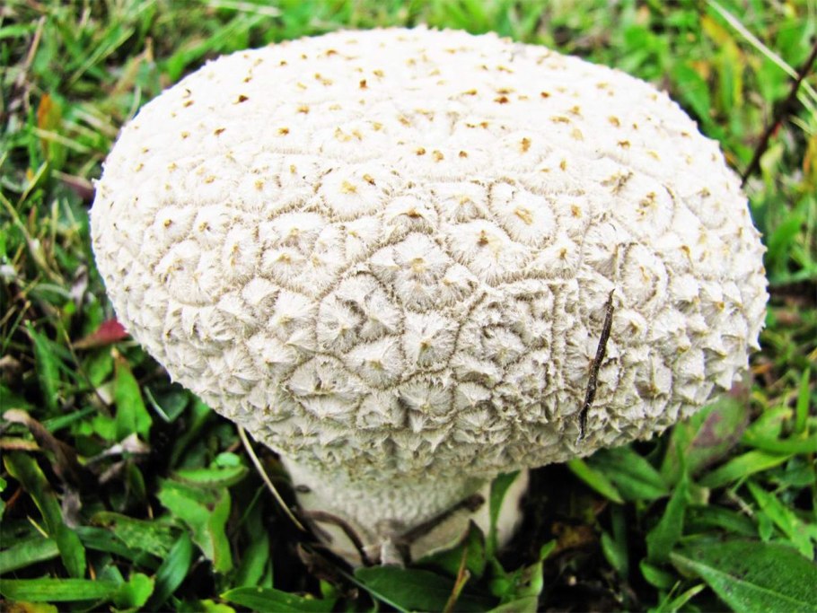 Мицена (Mycena interrupta)