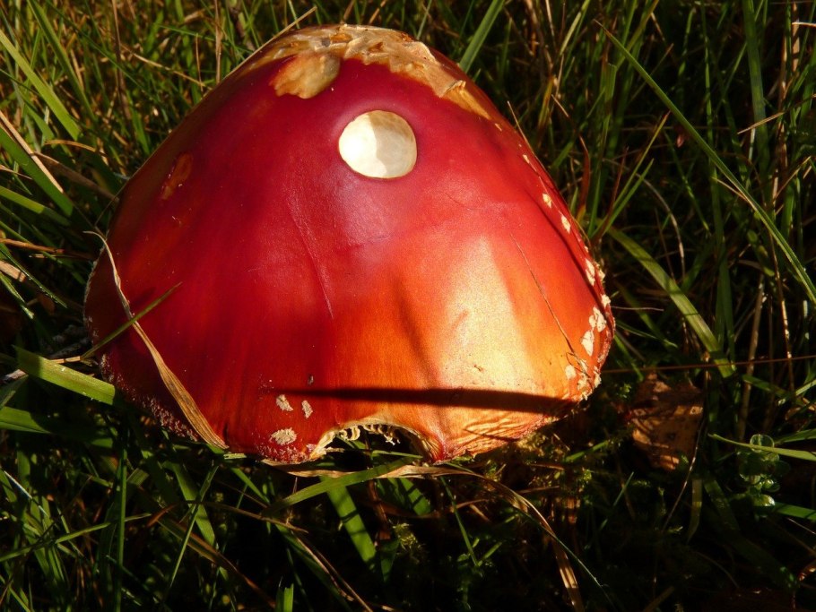 Споры гриба