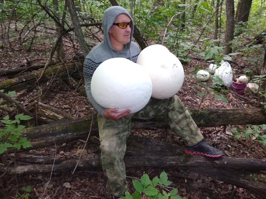 Favolaschia pustulosa