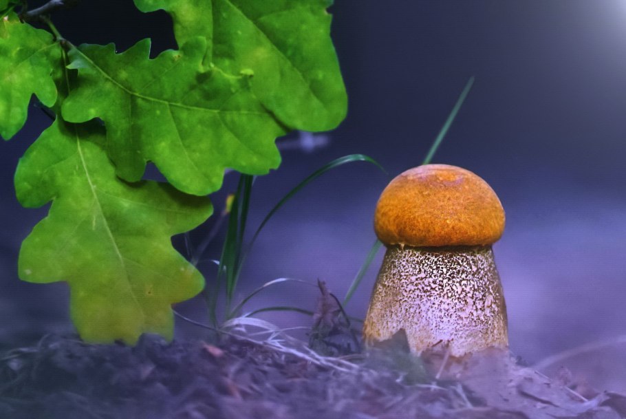 Поганка похожая на белый гриб