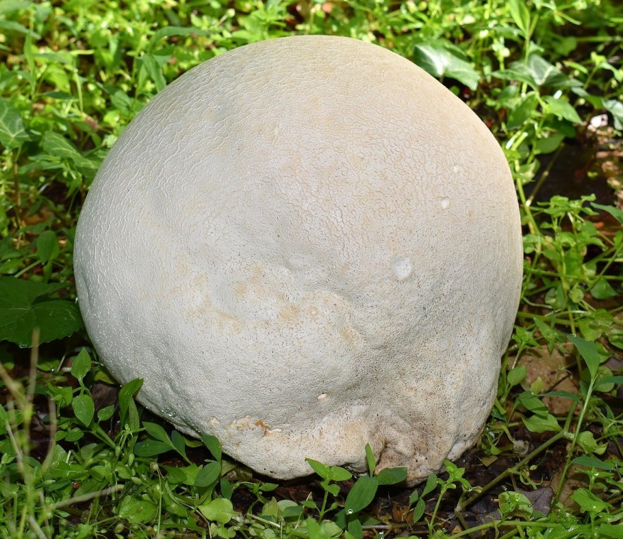 «Гриб дождевик» (Puffball