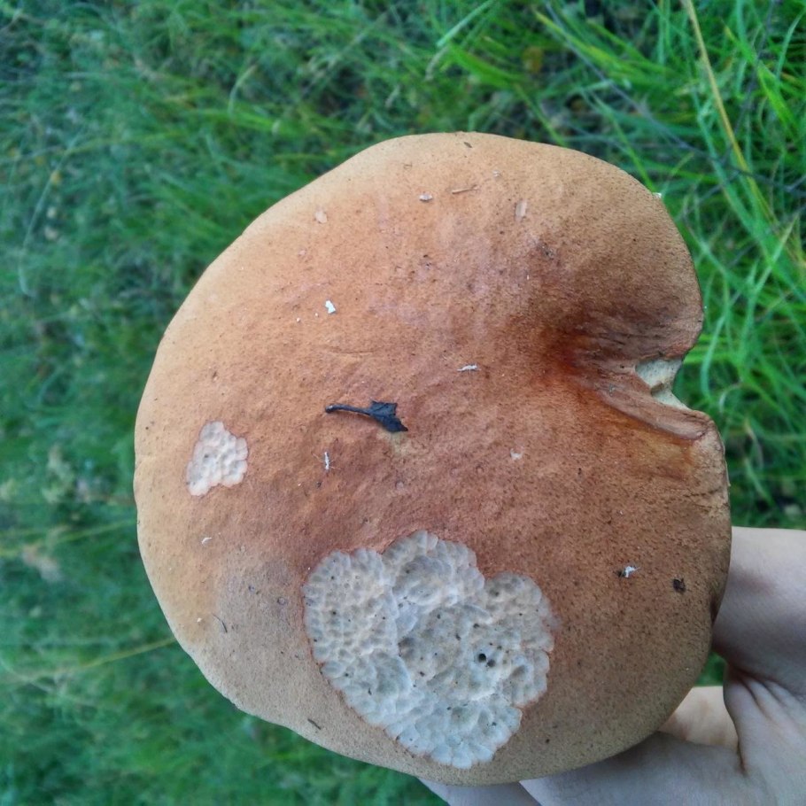 Грибы покрыты плесенью в лесу