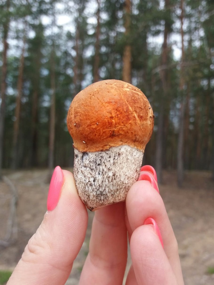 Дождевик Дымовик