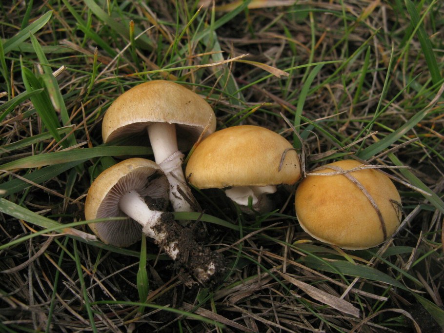 Строфария корончатая Stropharia Coronilla