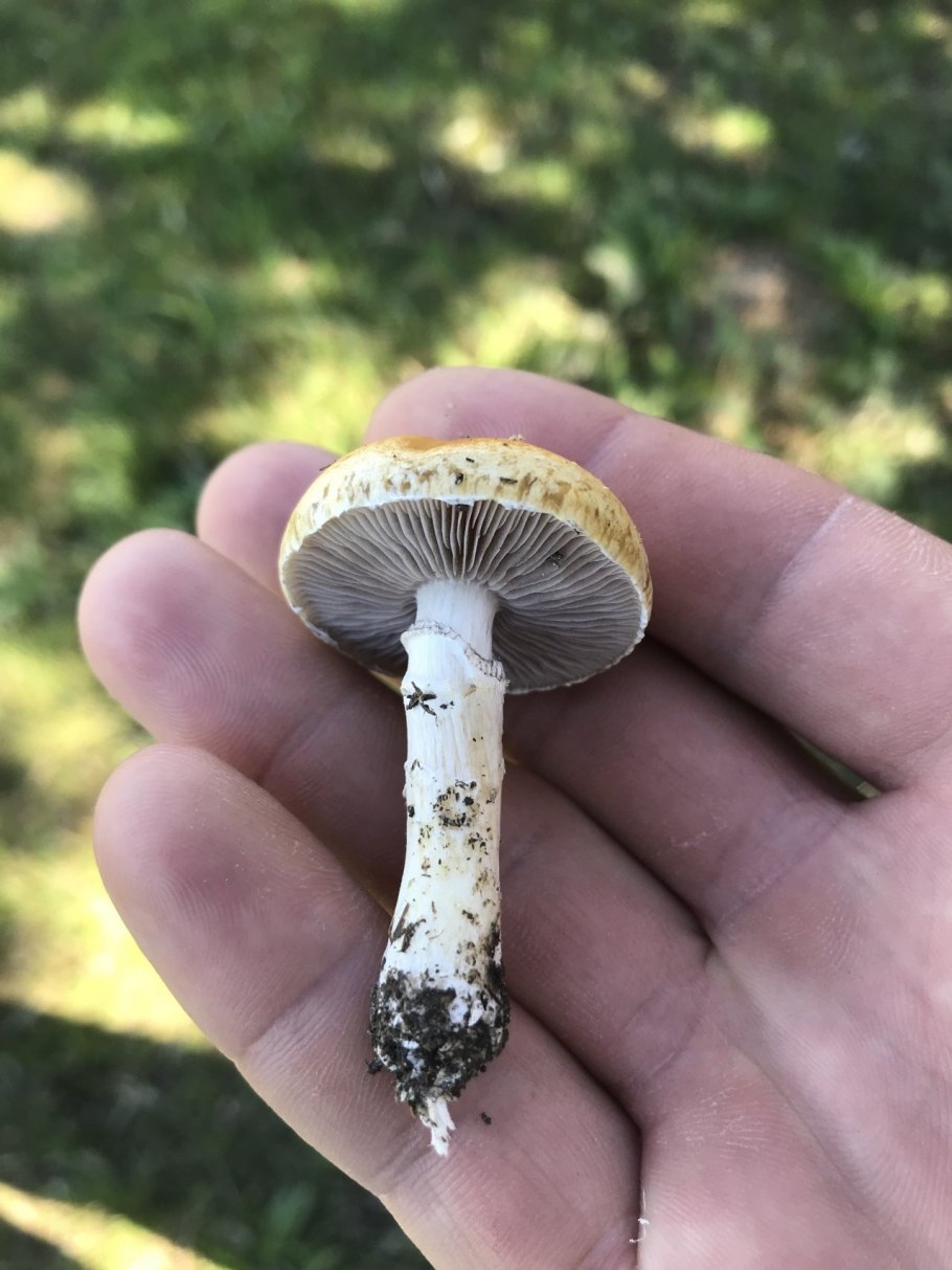 Строфария корончатая Stropharia Coronilla