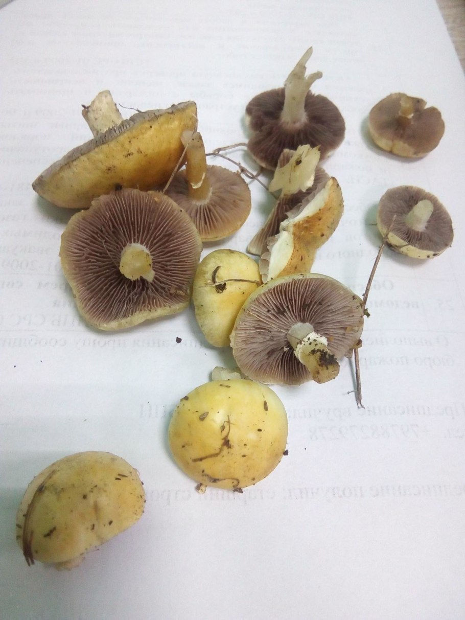 Строфария корончатая Psilocybe Coronilla