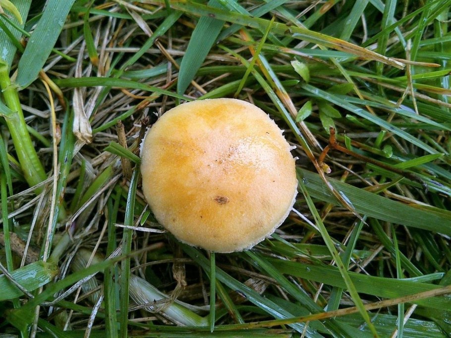 Строфария корончатая Psilocybe Coronilla