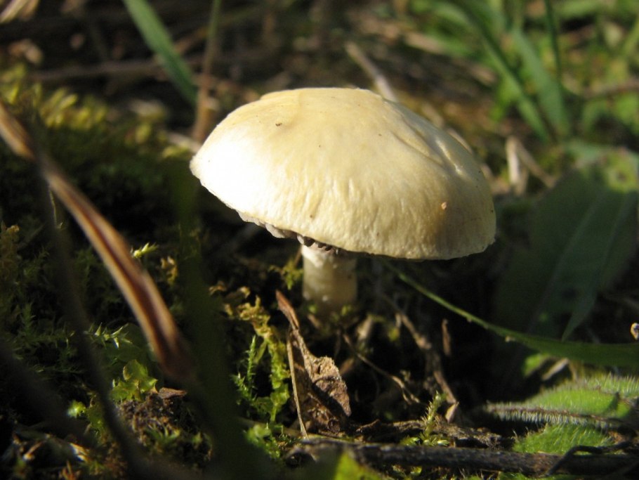 Гриб строфария корончатая