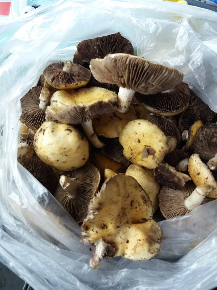 Строфария Степная