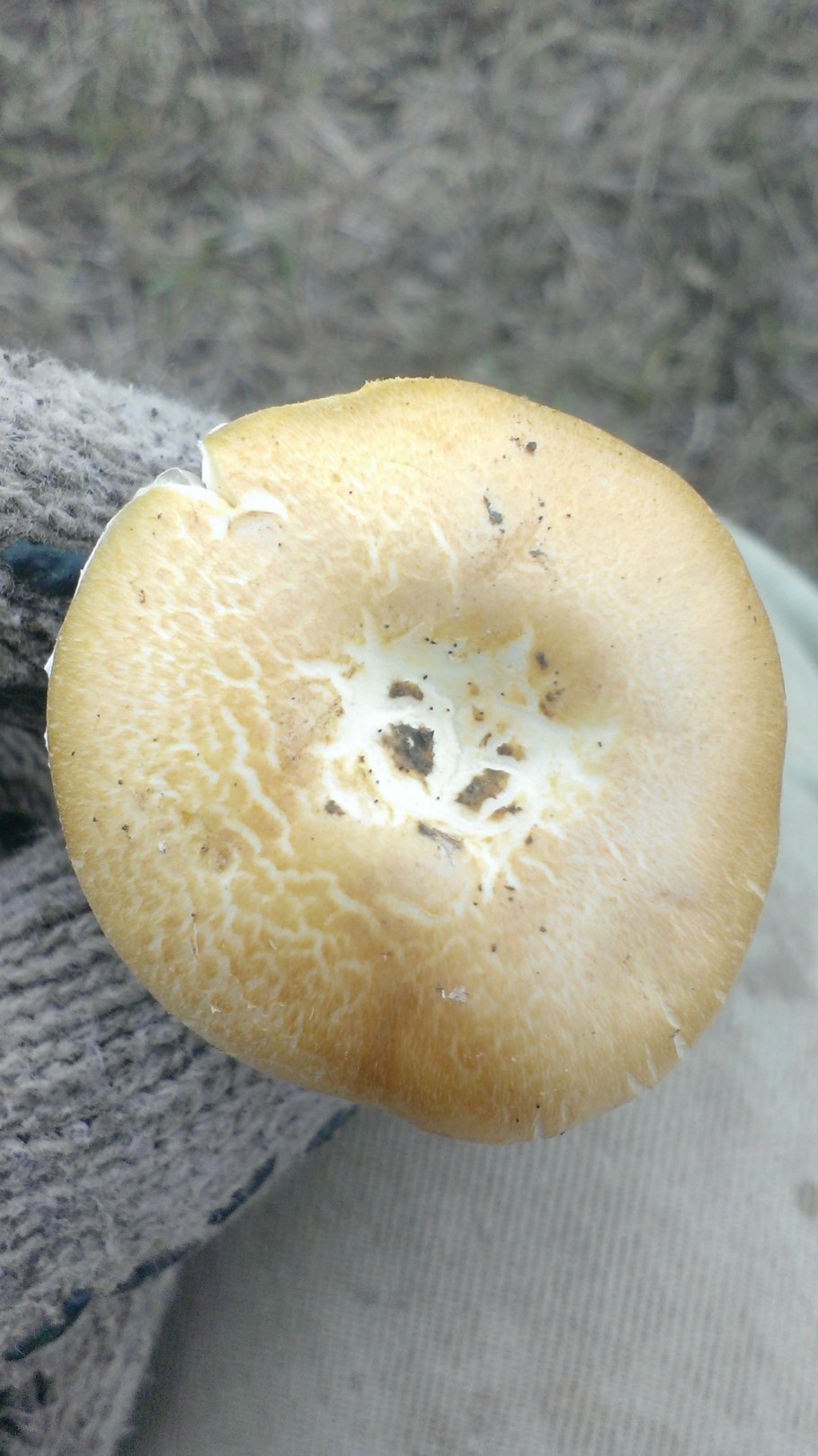 Строфария сине-зелёная съедобный или нет