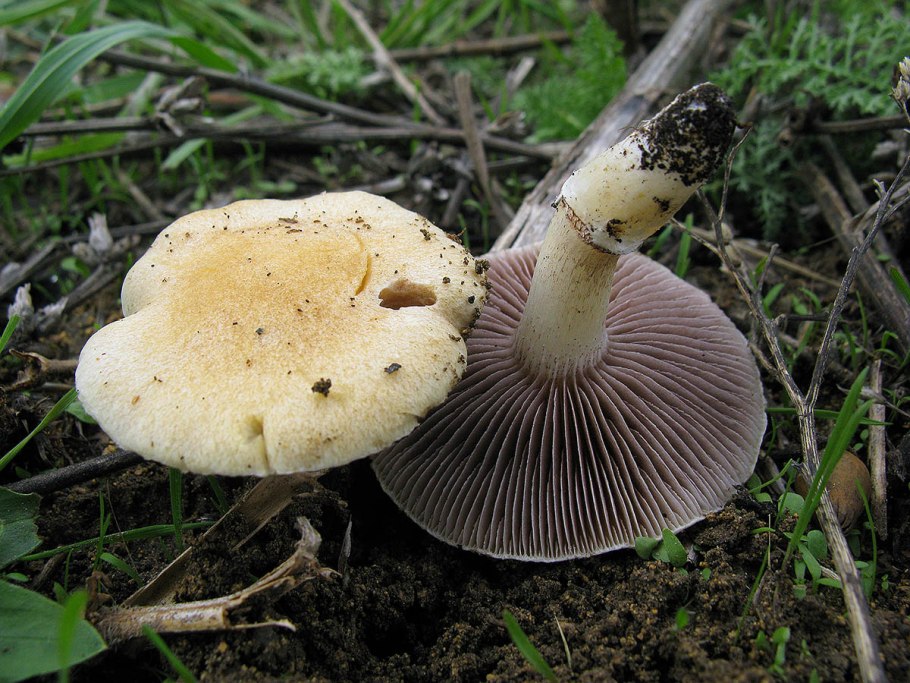 Строфария корончатая Psilocybe Coronilla