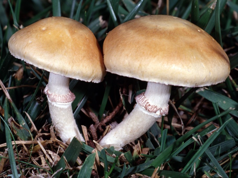 Строфария корончатая Psilocybe Coronilla