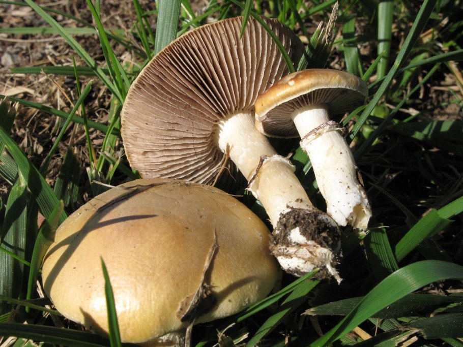 Гриб строфария корончатая