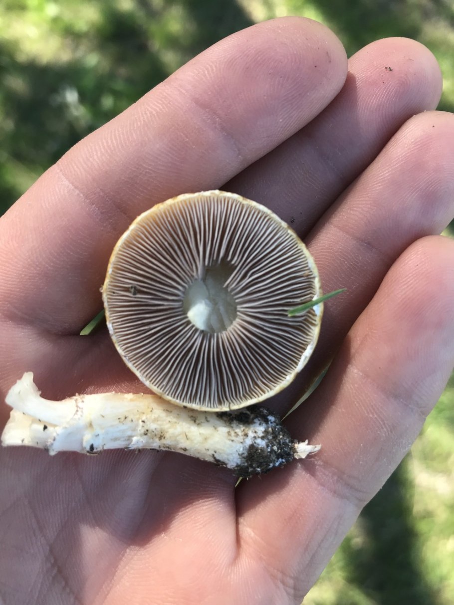 Степной жёлтый гриб строфария