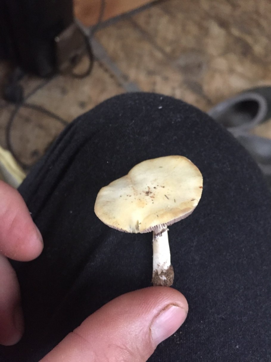 Строфария корончатая