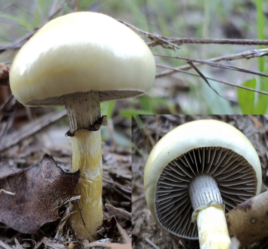 Строфария увенчанная