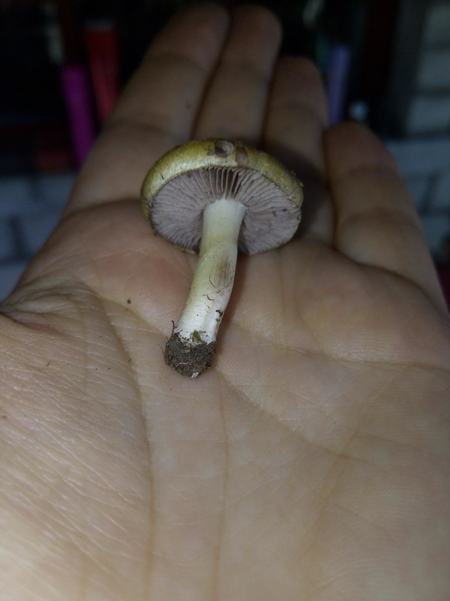 Строфария корончатая Psilocybe Coronilla