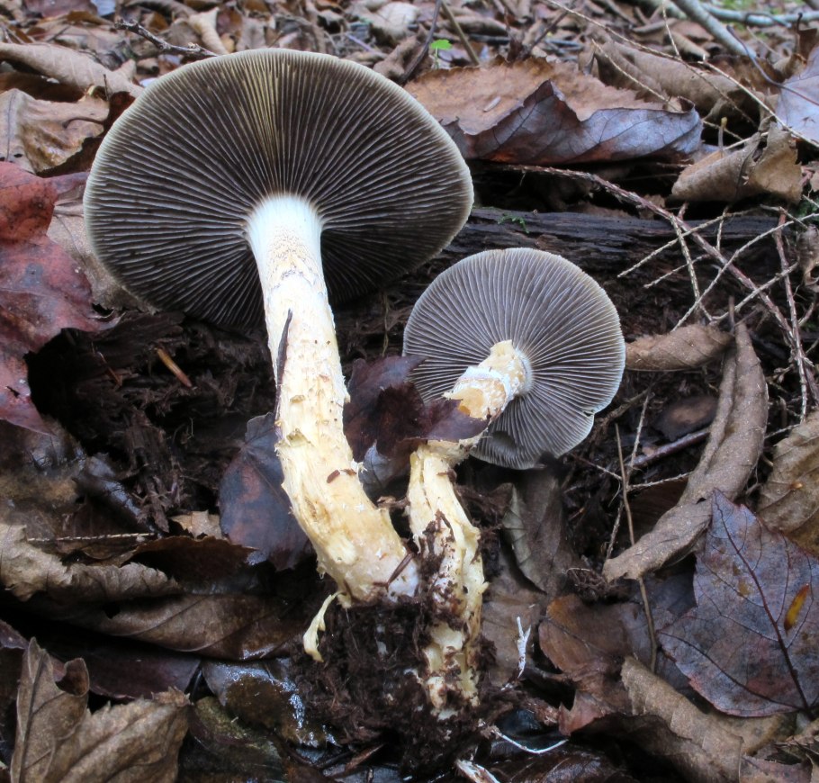 Степной жёлтый гриб строфария